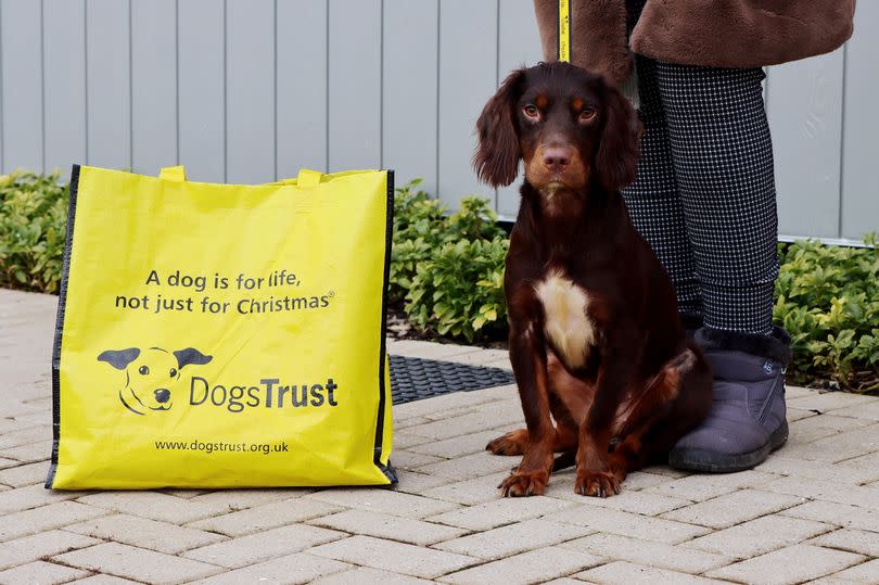 Flora 'will never be cold or lonely again' after being rehomed by Dogs Trust Darlington