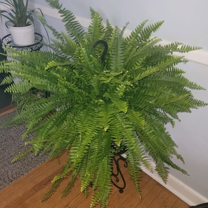 Lush green fern in a pot on a decorative metal stand, suitable for home decor