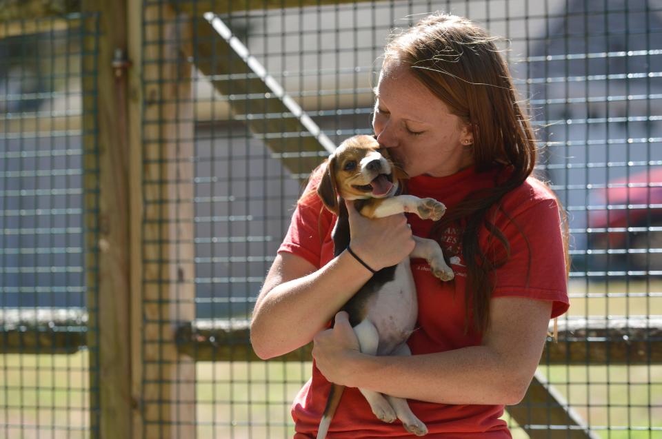 Sadie Santos, supervisor for animal care at the Animal Rescue League of Boston's Brewster facility, gives a kiss on the cheek Tuesday to one of the beagle puppies. The league  has received 25 beagles at its Brewster site. The puppies were removed from a mass breeding facility in Virginia. To see more photos, go to www.capecodtimes.com/news/photo-galleries.