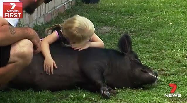 Shorty is a miniature pig, which means he is smaller than some of the neighbourhood dogs. Source: 7 News