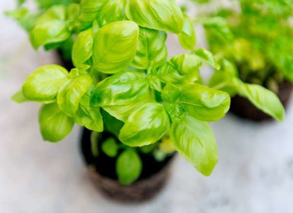 A couple of small potted basil plants, fuzzy focus photo.