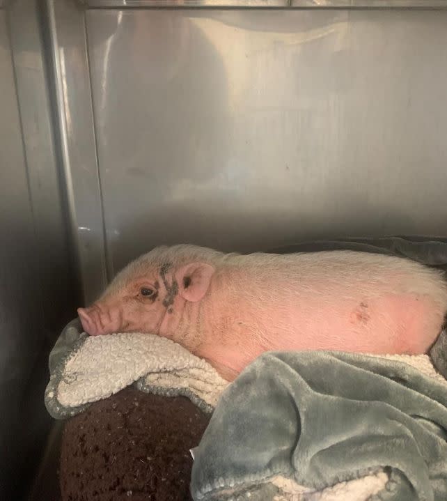 Photos shared by the County of Los Angeles Department of Animal Care and Control on Jan. 4 , 2024 show several of the animals removed from facilities associated with Compton Animal Rescue. The owner of the nonprofit was charged with animal cruelty on April 5, 2024. 