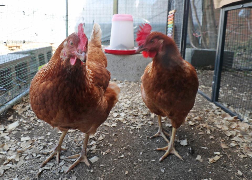 Two of the three chickens walk in the enclosed chicken coop area during an Introduction to Urban Agriculture class at Cuyahoga Falls High School on Tuesday, April 11, 2023.