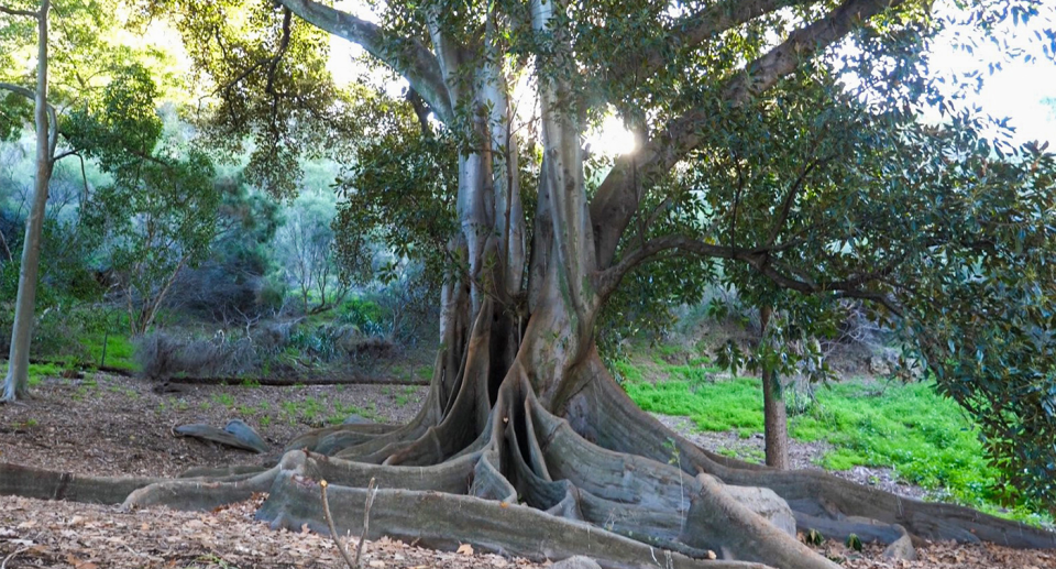 A large Moreton Bay Fig in the Mounts Bay Gardens at Kings Park.