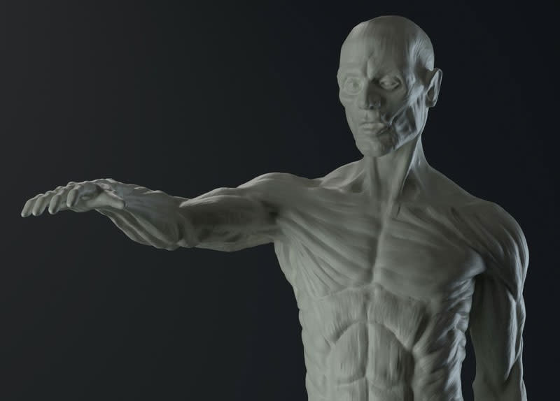 A 3D model of male anatomy