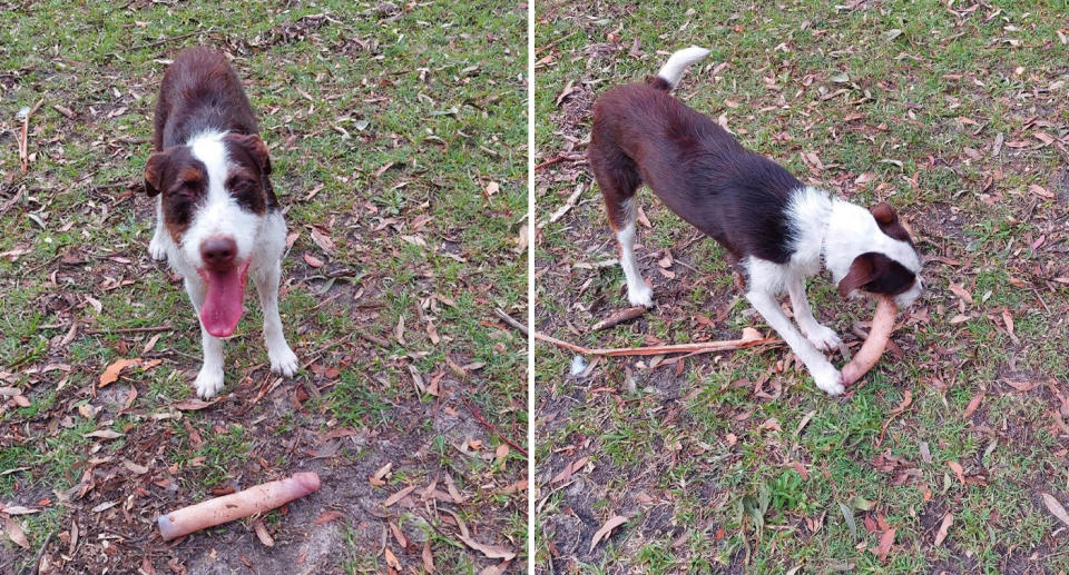 Myrtle the dog with a dildo she found in the park.