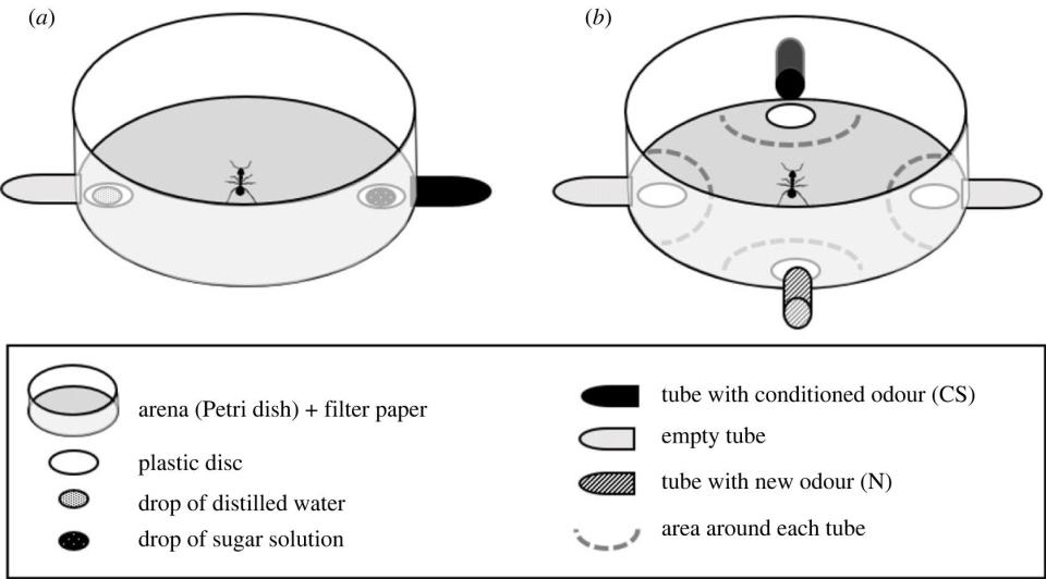 Infografía descriptiva del experimento realizado con hormigas | Piqueret, Baptiste, et al. Proceedings of the Royal Society B: Biological Sciences, 2023