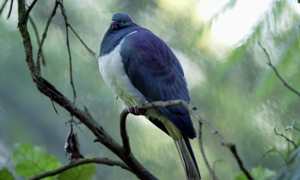 Kererū