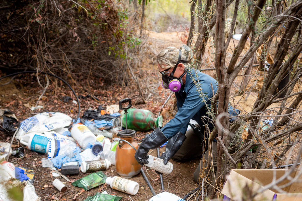 Image: Dr. Greta Wengert swabs chemicals at the illegal grow site. (Sydney Krantz for NBC News)