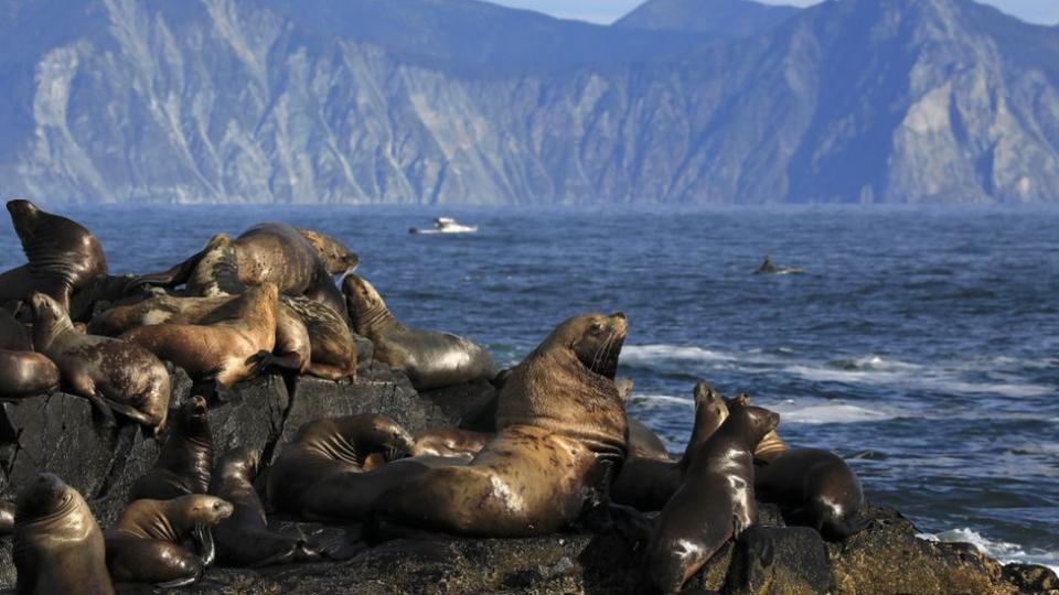 Focas sobre rocas