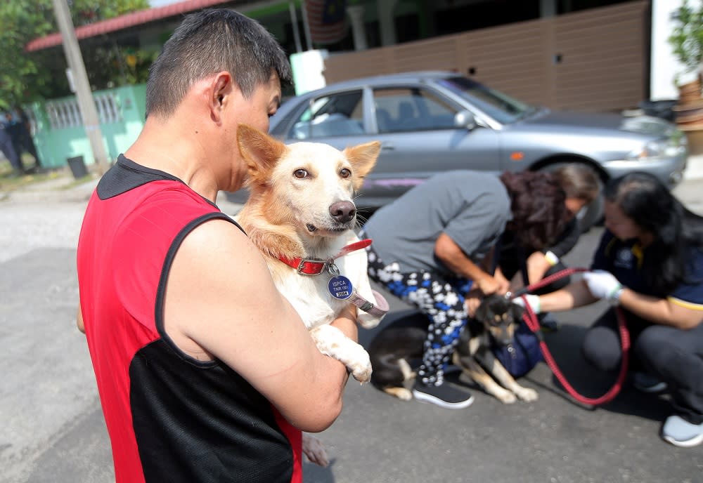 Soong said the council would give volunteers a grace period of three days to catch a stray before the council sends in its own dog catching unit. — Picture by Farhan Najib