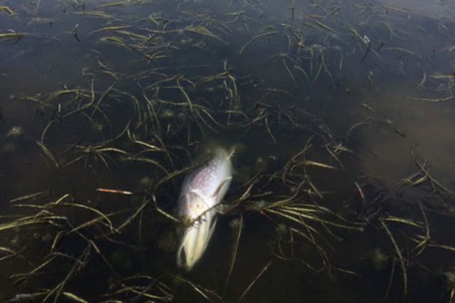 BEST QUALITY AVAILABLEUndated handout photo issued by the Environment Agency of a dead fish floating on the Upper Thurne near Potter Heigham, as an algai build up is killing fish and putting tourists off visiting the Norfolk Broads. PRESS ASSOCIATION Photo. Issue date: Wednesday April 15, 2015. While recent temperatures topping 20C (68F) have attracted the first holidaymakers of the season to the area, the pleasant weather could have the unfortunate side effect of increasing a build up of toxic algai which depletes oxygen levels in the water and kills fish.See PA story ENVIRONMENT Broads. Photo credit should read: Environment Agency/PA WireNOTE TO EDITORS: This handout photo may only be used in for editorial reporting purposes for the contemporaneous illustration of events, things or the people in the image or facts mentioned in the caption. Reuse of the picture may require further permission from the copyright holder.