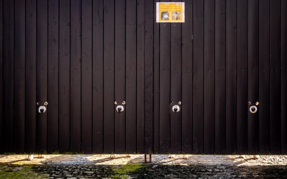 These four "nosey" huskies love to watch the world go by through their front gate - using special holes their owner made for them to poke their eyes and noses through - SWNS- Cambridge 