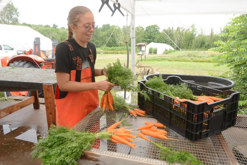 Sarah Medeiros, 23, an employee at Cloverleigh Farm in Columbia, bundles organic carrots Wednesday.