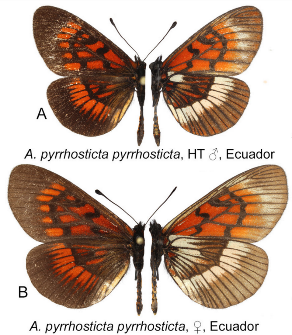 Actinote pyrrhosticta, or flame-colored spotted butterflies, as seen in profile. The top view of the left wing is on the left side. The bottom view of the right wing is on the right side.