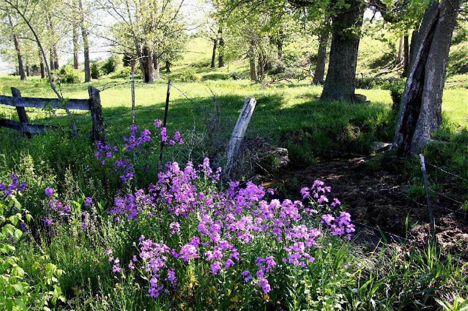 This May 10, 2009 photo shows phlox daisies which are among the many meadow flowers that can thrive in traditional landscapes -- even in city settings. Prairie garden combinations include flowers, shrubs and trees. They require little attention, add year-'round color and interest and provide wildlife-friendly habitat. (AP Photo/Dean Fosdick)