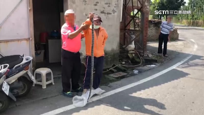 粗壯雨傘節比人還要高。