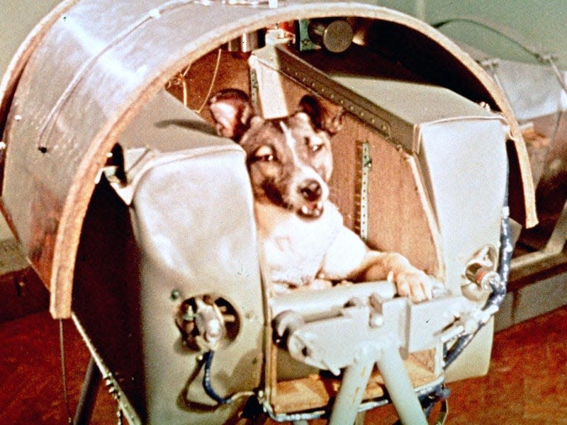 Laika aboard the Sputnik 2 capsule prior to launch in 1957. - Photo: Copyright 1957 The Associated Press (AP)