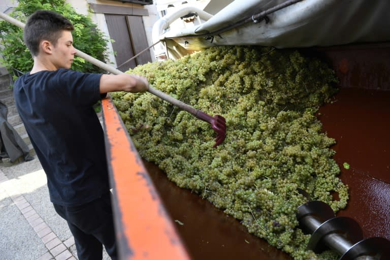 For thousands of French winemakers, 2016 will go down as an annus horribilis, with vines destroyed by frost, heavy rain, hailstones 'as big as ping pong balls', mildew and drought near the Mediterranean