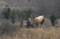 A cow, which escaped from a truck, attacks a farmer trying to catch it in Liangdun village of Nangang township, Anhui province December 15, 2013. The 700 kilogram (1,543 lb) cow attacked several farmers before being shot dead by policemen, local media reported. Picture taken December 15, 2013. REUTERS/China Daily (CHINA - Tags: ANIMALS SOCIETY) CHINA OUT. NO COMMERCIAL OR EDITORIAL SALES IN CHINA