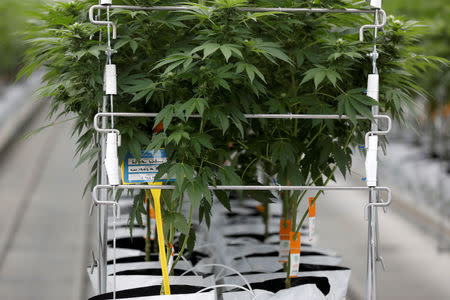 Cannabis plants grow inside the Tilray factory hothouse in Cantanhede, Portugal April 24, 2019. REUTERS/Rafael Marchante