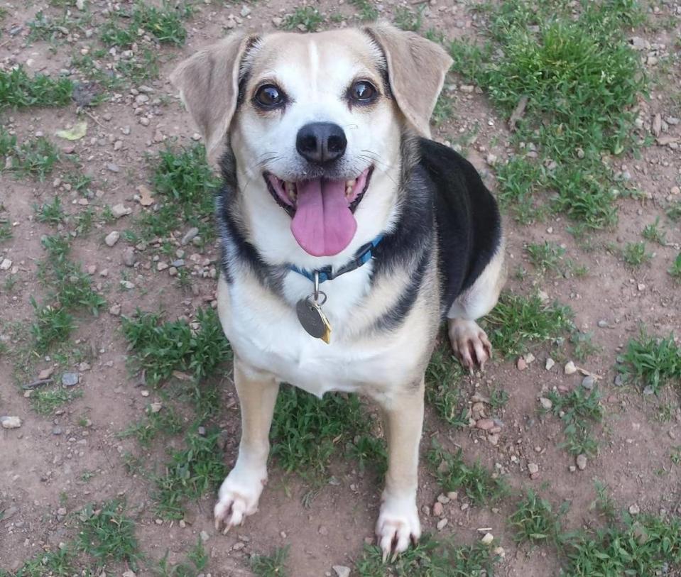 Lil’ Buddy enjoys hanging out at Reedy Creek Dog Park with his human, Christopher Plano.