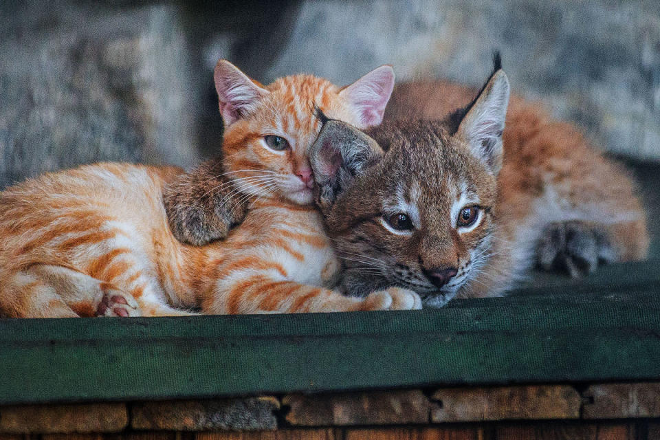 Best animal friendships