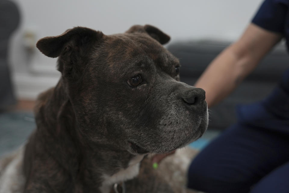 River, a pitbull mix, lays on the floor of Dr. Lisa Walling's office in Brewster, N.Y., on Tuesday, May 7, 2024. (AP Photo/Mary Conlon)