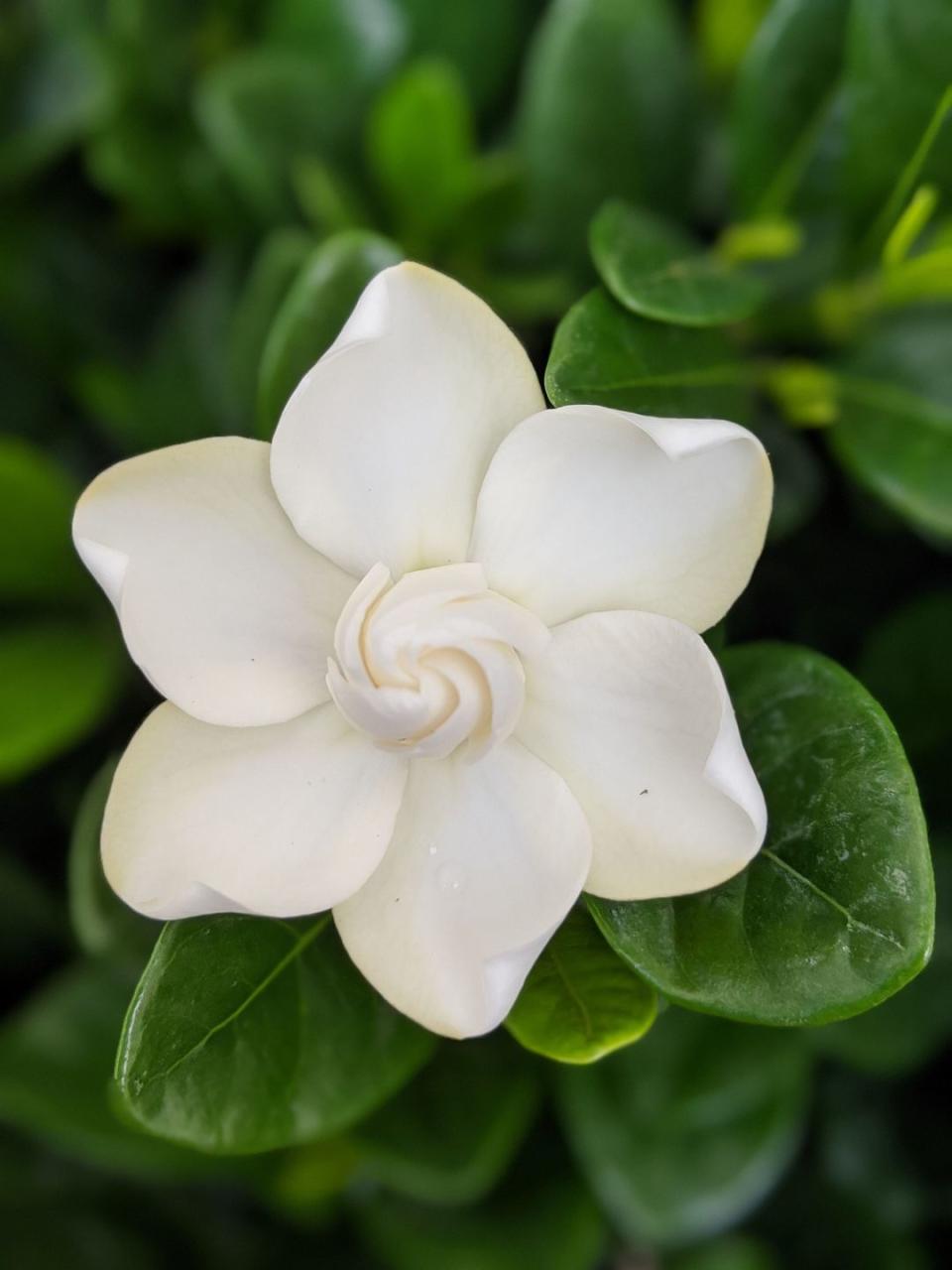 gardenia, close up of white flowering plant in garden