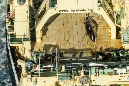 A protected minke whale seen onboard the Nisshin Maru at sea in Antarctic waters in January 2017; Tokyo currently observes the moratorium on whaling but exploits a loophole to kill hundreds of whales every year for "scientific purposes"