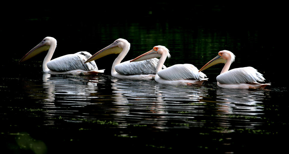 <p>White Pelicans in the sunshine in St James's Park, London. Picture date: Thursday May 27, 2021.</p>
