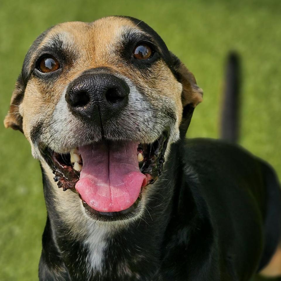 Ivery (Ay-ver-ee) is a 43-pound Beagle mix who's middle-aged at 8 years old. He's toddler friendly, compatible with other dogs, good on a leash and a cuddlebug, making him an ideal doggy date and sleepover candidate.