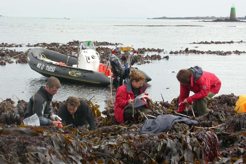 Undated handout photo issued by McDaid of kelp which scientists have discovered off the coast of Scotland, Ireland and around Brittany which has survived since the last ice age around 16,000 years ago: PA