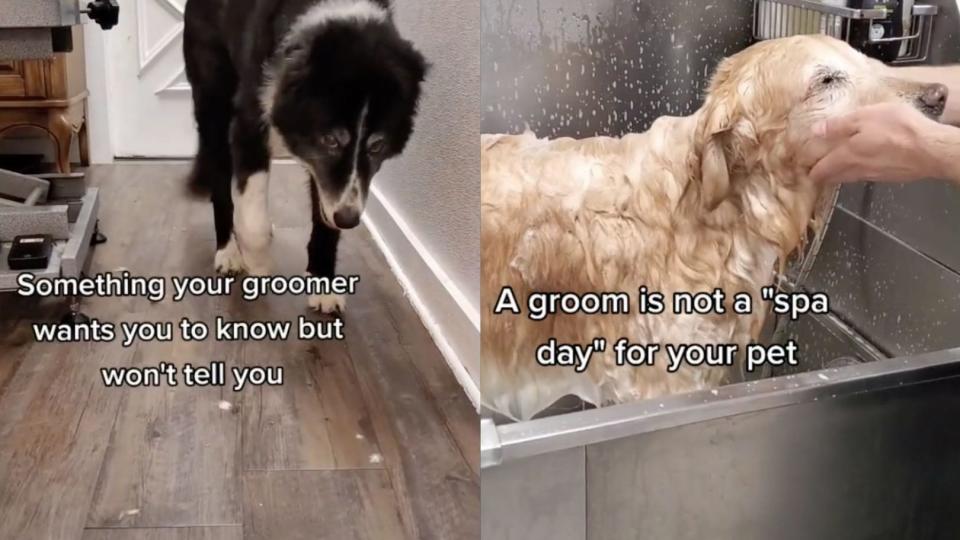 pet-grooming-secrets