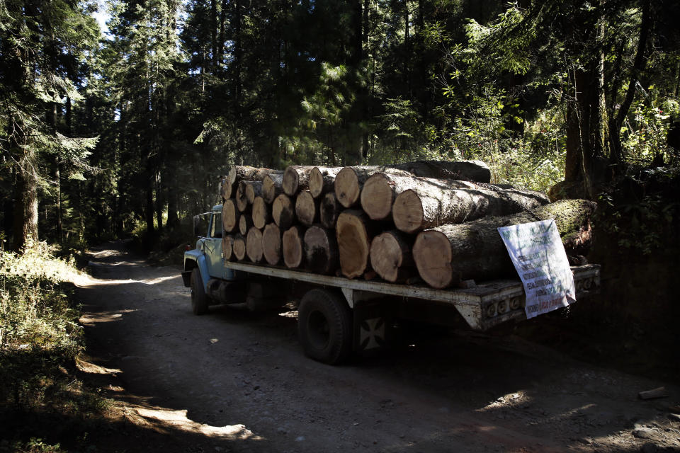 A truck carrying lumber drives on a logging track near the Amanalco de Becerra Sanctuary, in the mountains near the extinct Nevado de Toluca volcano, in Mexico, Thursday, Feb. 14, 2019. Mexico made stopping illegal logging in the butterflies’ habitat its top priority in recent years and has had success. Logging is still visible within the park, but officials say it is carefully regulated and mainly aimed at removing diseased or wind-downed trees. (AP Photo/ Marco Ugarte)