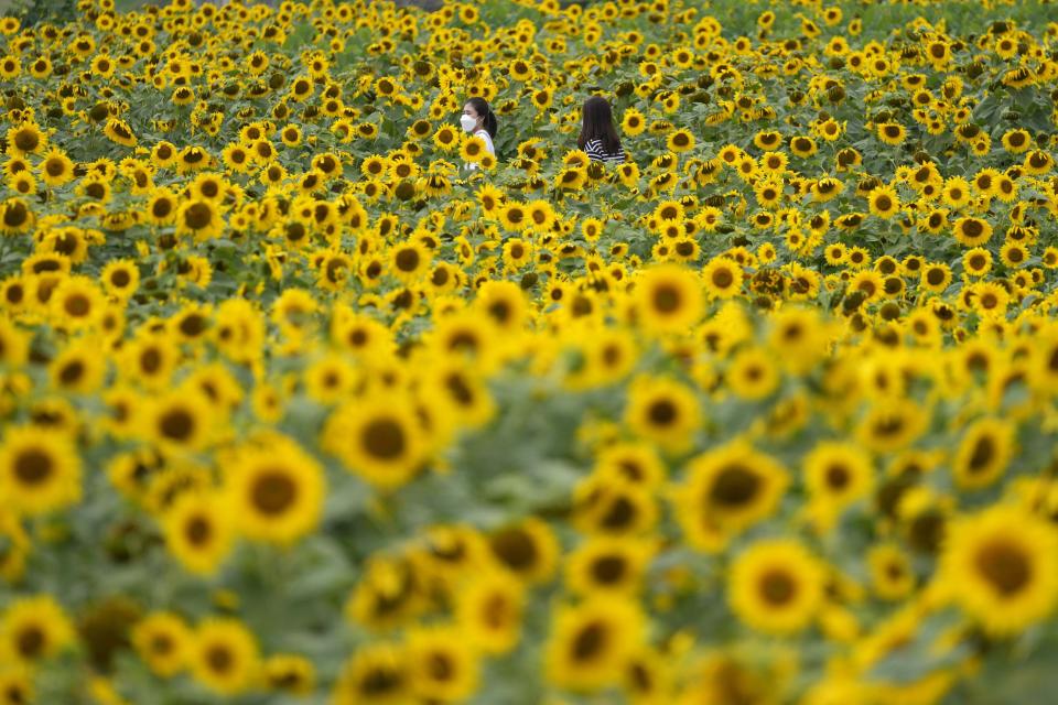 Visitors wearing face masks as a precaution against the coronavirus, walk through a sunflower field during the lunch break in Paju, South Korea, Thursday, July 1, 2021. (AP Photo/Lee Jin-man)