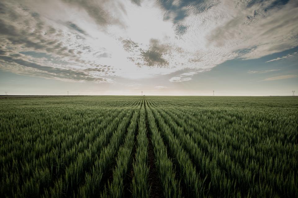 Wheat grows in a Logan County field in late May. Clay Schemm farms in Logan and Wallace counties.