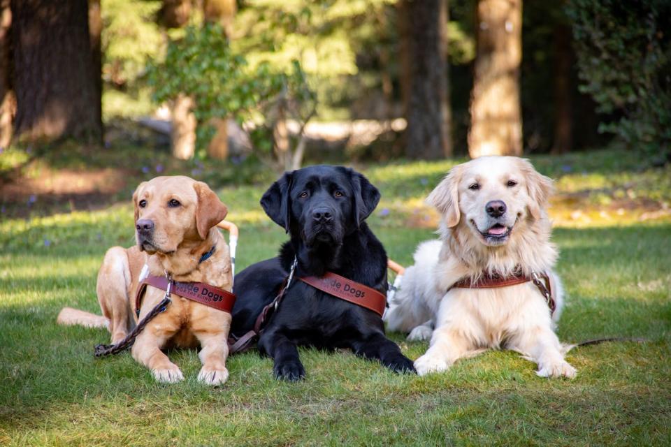 three guide dogs laying in a row on the grass, golden lab, black lab, golden retriever