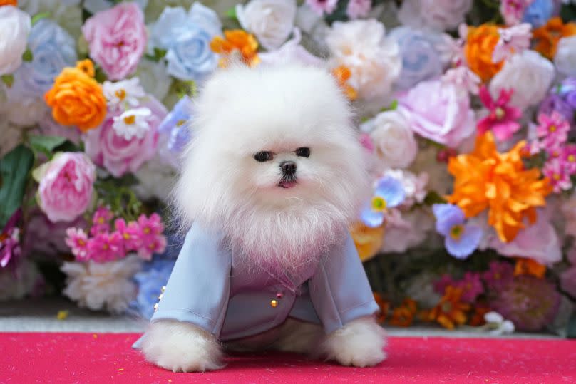 A dog and model attend the Pet Gala fashion show at AKC Museum of The Dog on Monday, 20 May 2024, in New York.