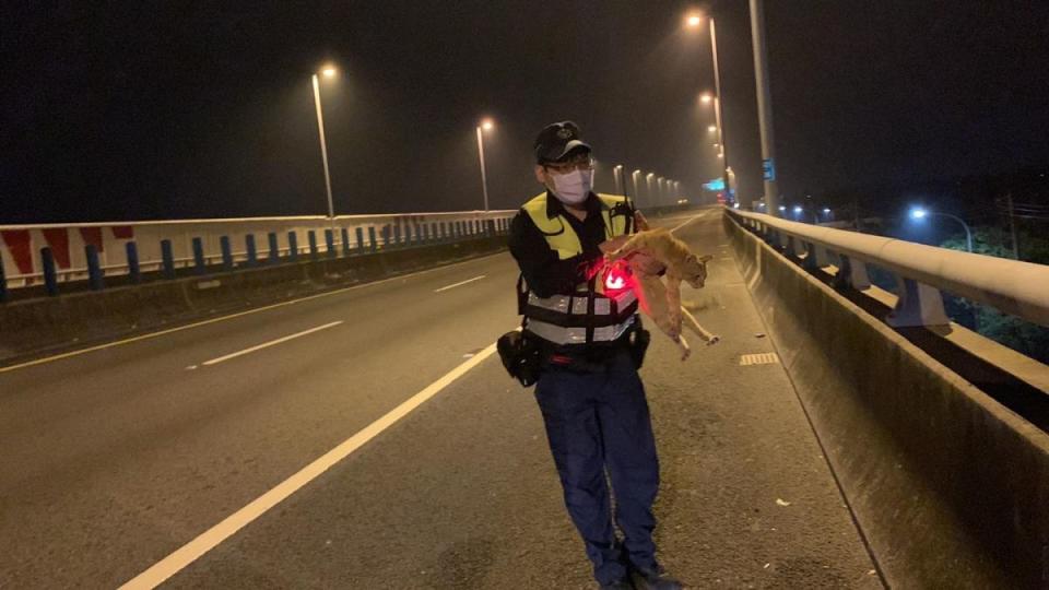 ▲東港分局員警日前在國道暖心救援流浪貓，遭網友讚爆。（圖／翻攝自屏東縣政府警察局東港分局臉書）