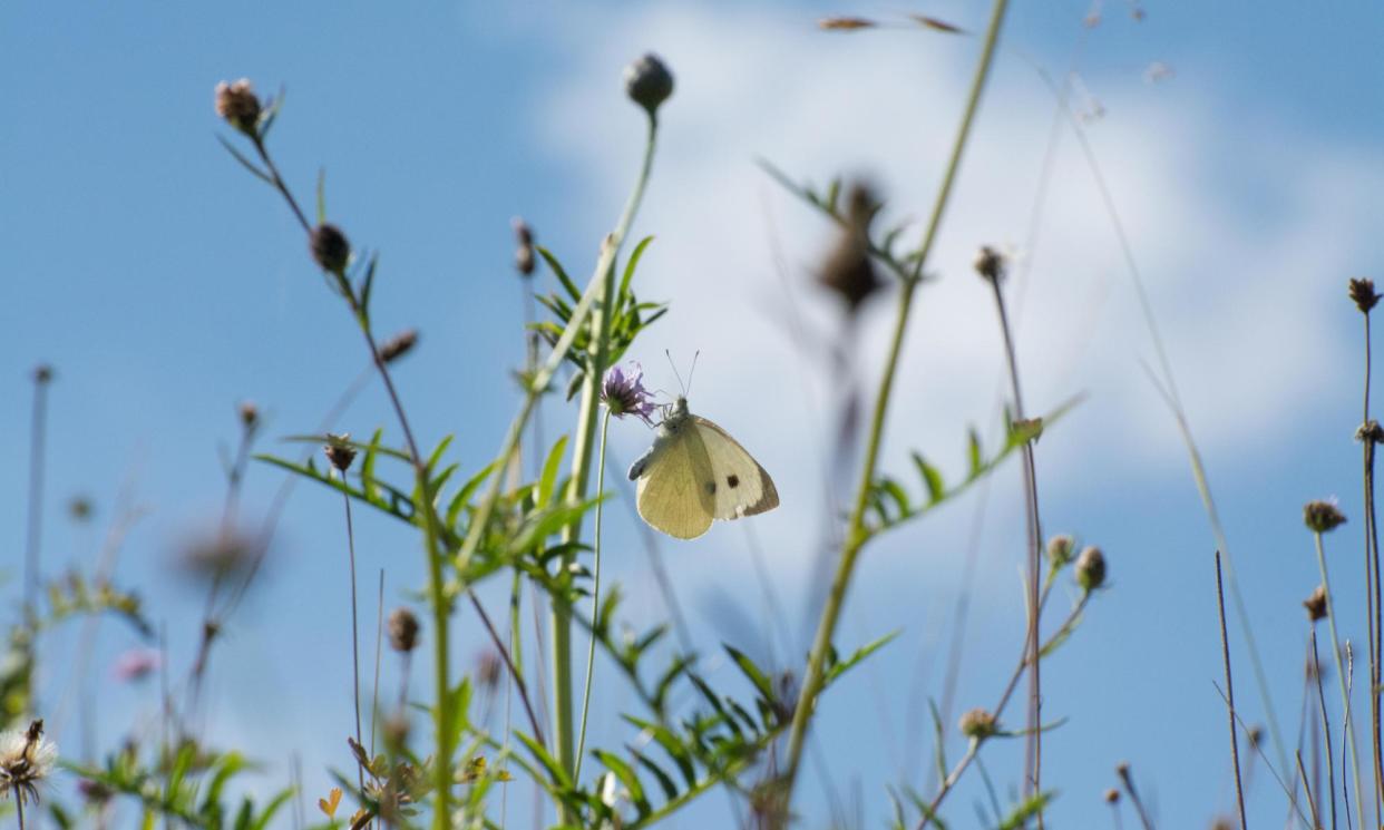 <span>The condition of habitat would be measured in part by populations of grassland butterflies.</span><span>Photograph: Gillian Pullinger/Alamy</span>