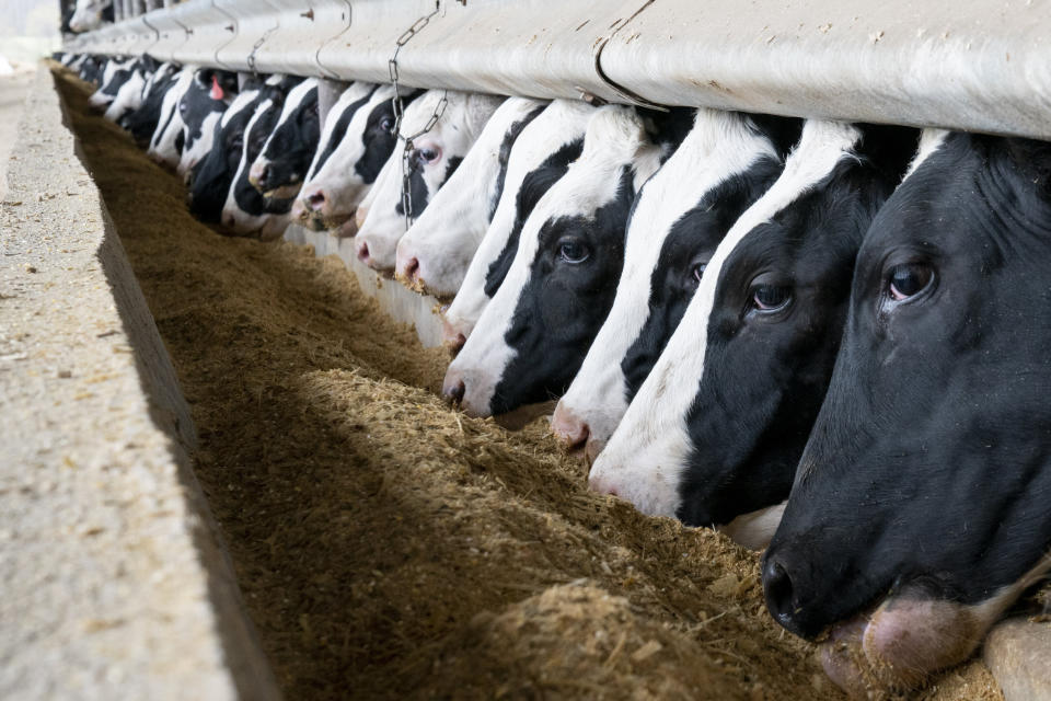 Dairy cows emit methane, and the feed given to cows is produced with synthetic fertilizers, pesticides and water resources. (Photo: Bloomberg Creative via Getty Images)