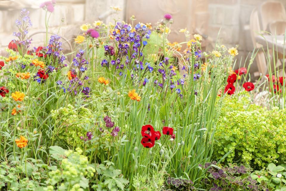 beautiful vibrant english cottage garden flowers in the hazy summer sunshine including ladybird red poppies and astrantia flowers