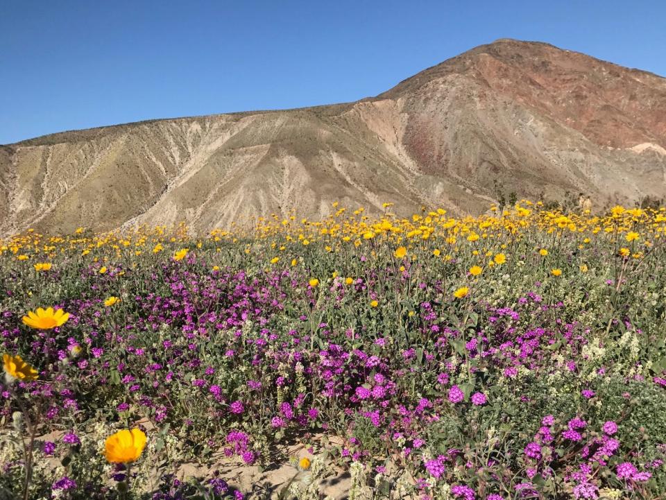 purple and orange wildflowers fill a green field in front of a grey shrubby mountain