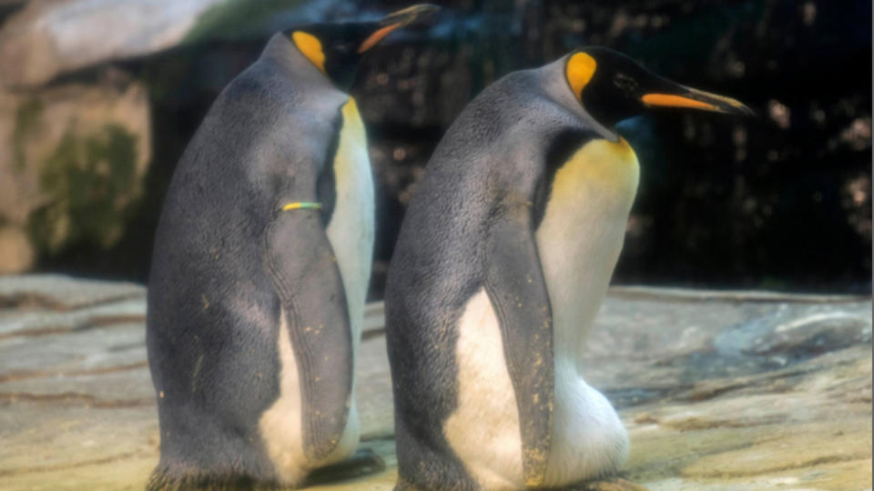 The couple is not the first case of homosexual penguins in captivity or the wild. Source: Berlin Zoo.
