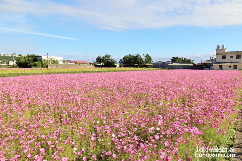 2019桃園花彩節大溪展區，夢幻花海迷宮、彩虹花田浪漫登場