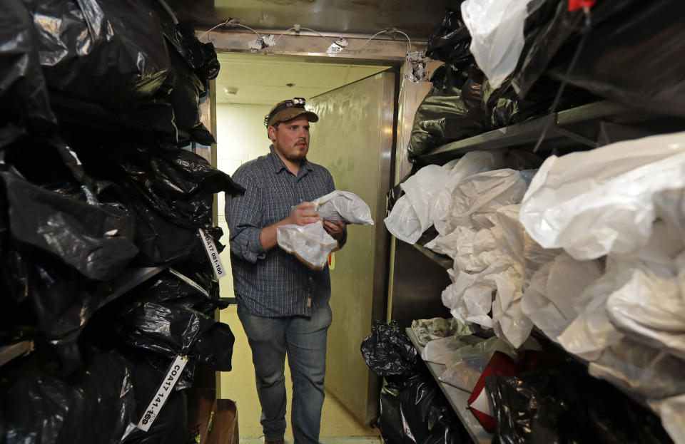 In this photo taken in the early morning hours of Oct. 24, 2018, wildlife technician Jordan Hazan places a male barred owl he shot earlier in the night into a storage freezer in a lab in Corvallis, Ore. The owl was killed as part of a controversial experiment by the U.S. government to test whether the northern spotted owl's rapid decline in the Pacific Northwest can be stopped by killing its larger and more aggressive East Coast cousin, the barred owl, which now outnumber spotted owls in many areas of the native bird's historic range. (AP Photo/Ted S. Warren)