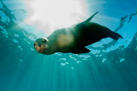 A playful sea lion dances in the water - Credit: ISTOCK