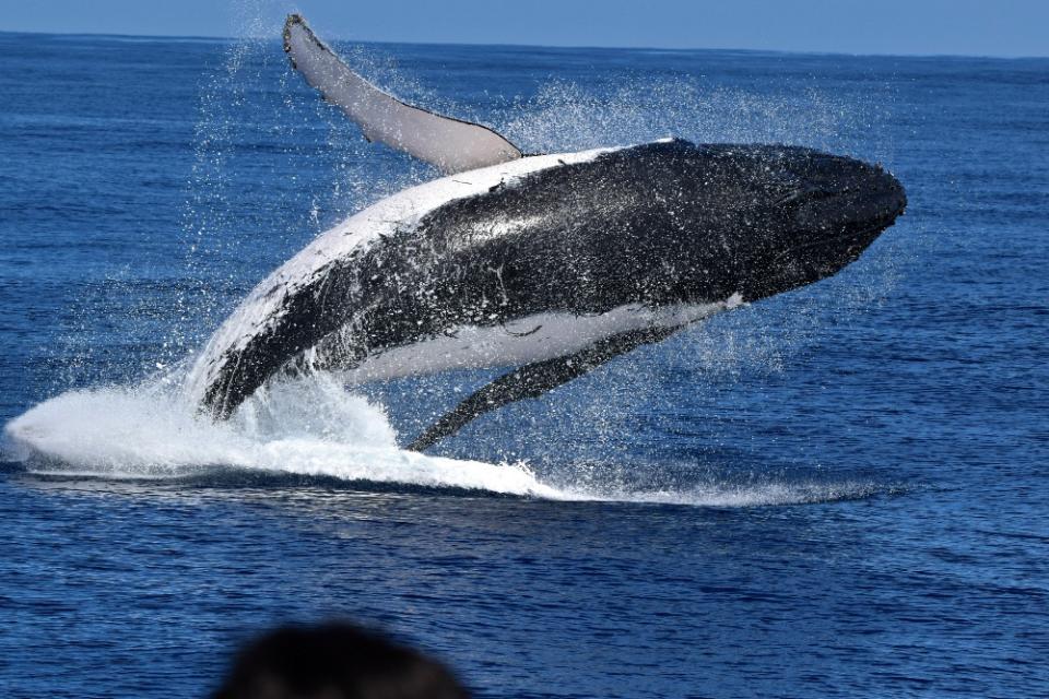 澳洲旅遊優惠低至3折現金券！西澳州旅遊局「漫遊夢土」優惠活動：體驗跳傘及觀鯨之旅低至33折
