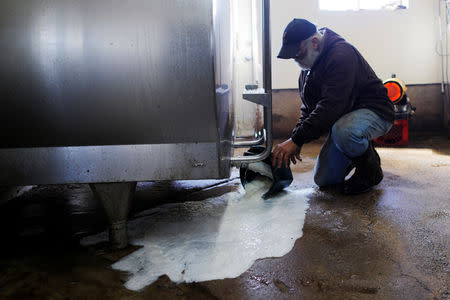 Dairy farmer Fred Stone pours the milk collected the previous day down the floor drain, after discovering the soil, hay, and the milk from the cows on the farm contain extremely high levels of PFAS chemicals resulting from a 1980's state program to fertilize the pastures with treated sludge waste and making the milk unsuitable for sale, at the Stoneridge Farm in Arundel, Maine, U.S., March 11, 2019. Picture taken March 11, 2019. REUTERS/Brian Snyder